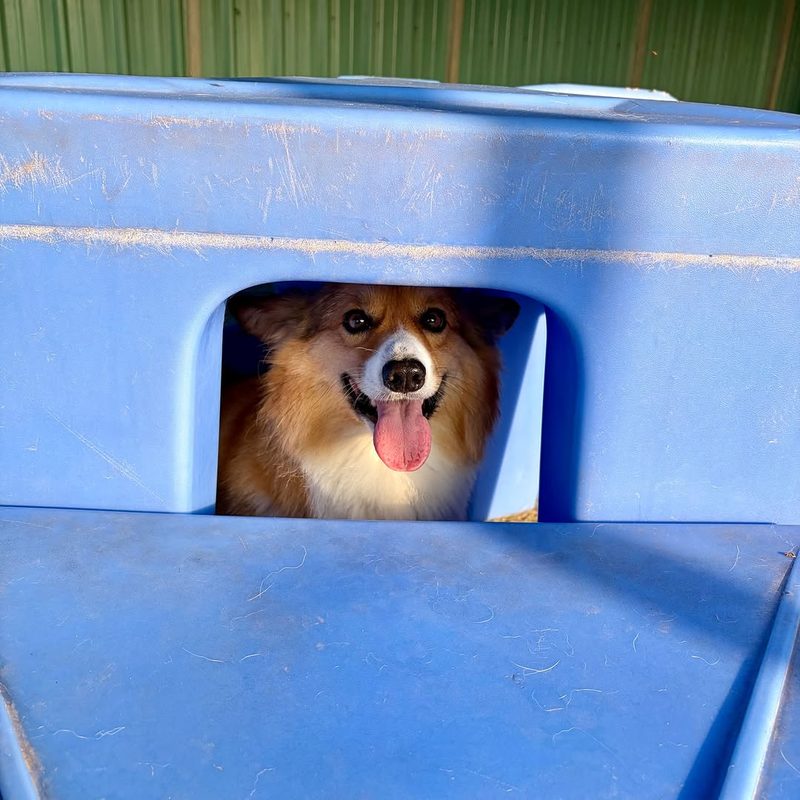 Corgi peeking out of a play house at Metro Animals