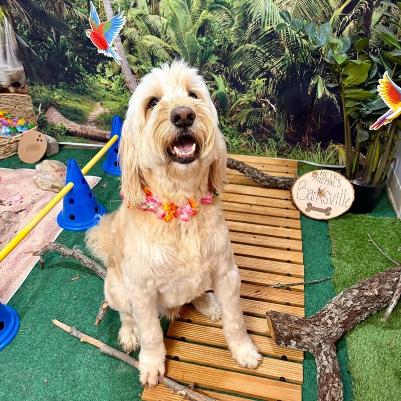 Doodle sitting on a plank bridge in an enrichment obstacle course at Metro Animals