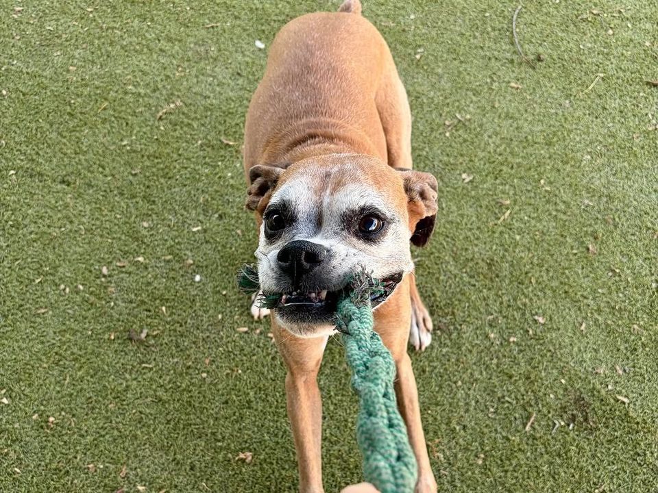 Boxer playing tug with a rope toy at Metro Animals