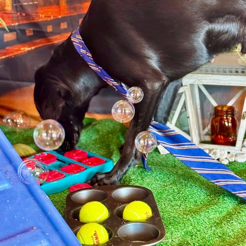 Dog working a puzzle toy among bubbles during enrichment at Metro Animals