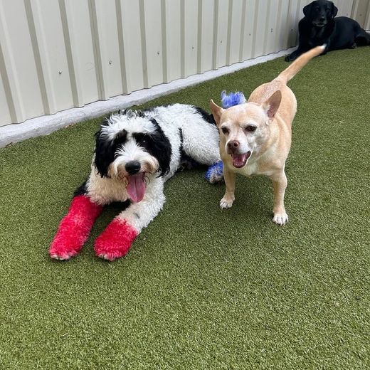 Two friends relaxing side by side on the turf at Metro Animals Plano