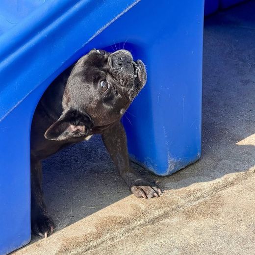 Dog peeking out of a play tunnel at Metro Animals