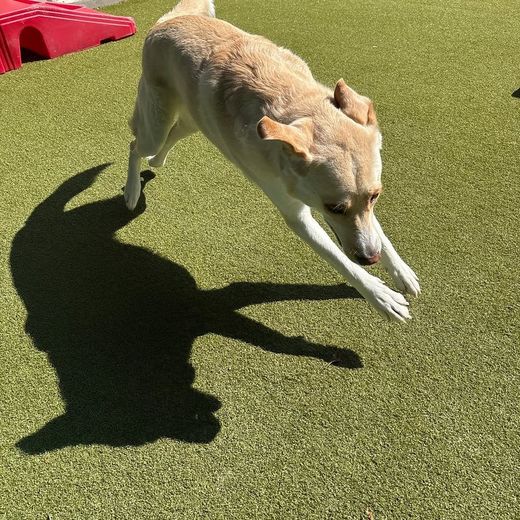 Dog mid-zoomies on the turf at Metro Animals Plano