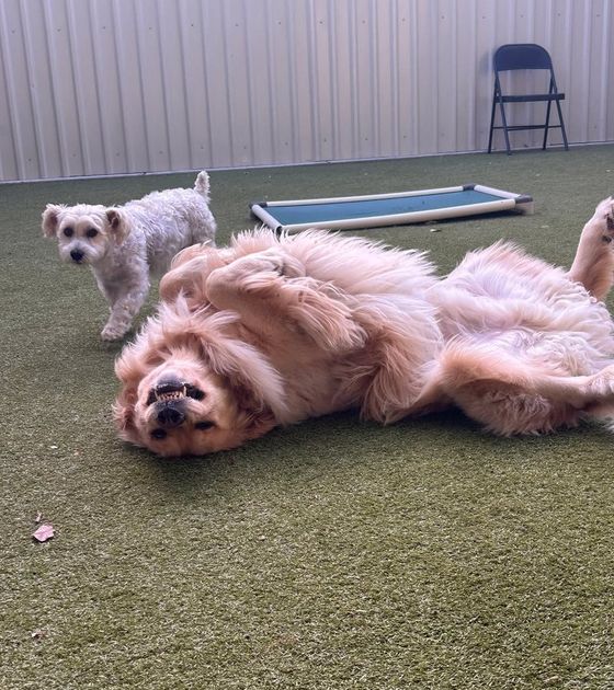 Golden retriever rolling on its back on the turf at Metro Animals Plano