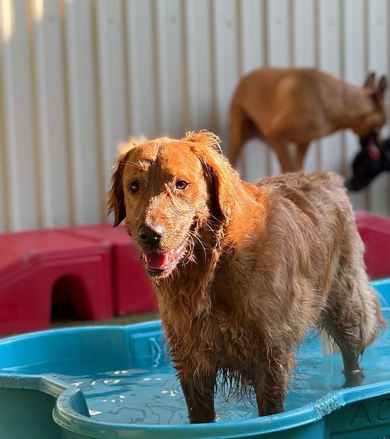 Golden retriever standing in the splash pool at Metro Animals Plano