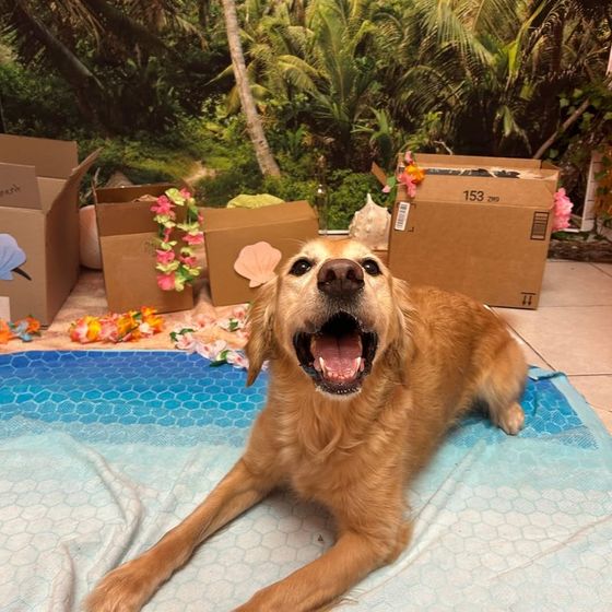 Golden retriever after a search game in a themed enrichment set at Metro Animals Plano