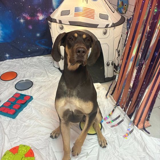 Dog in the Space Camp themed enrichment set at Metro Animals Plano