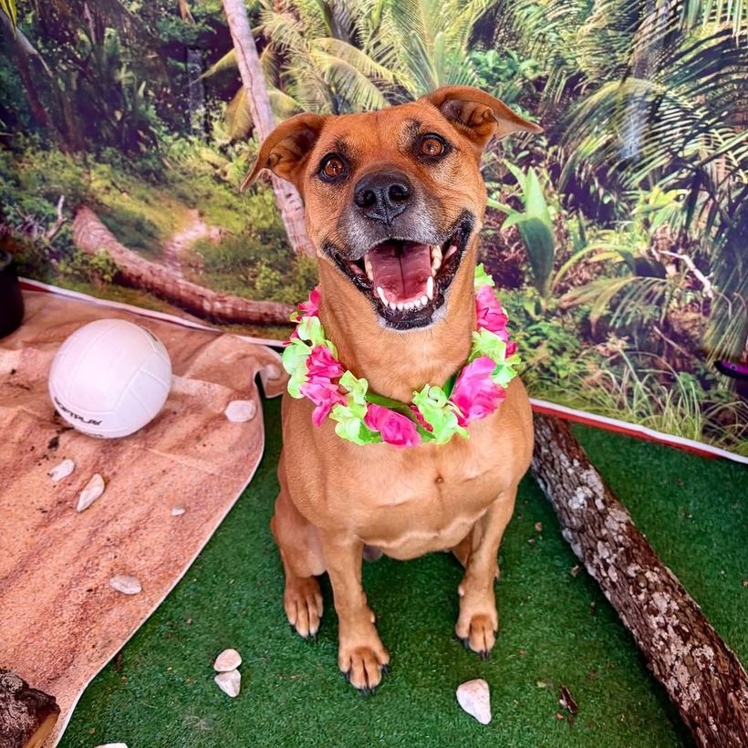 Dog wearing a flower lei in a themed enrichment set at Metro Animals