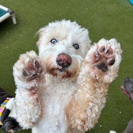 Doodle offering a double high five at Metro Animals Plano