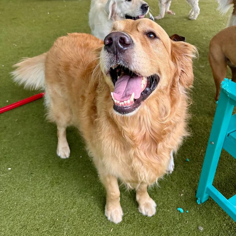 Golden retriever with a big smile on the turf at Metro Animals in Fort Worth