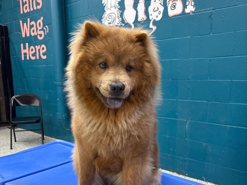 Fluffy dog sitting on a play block in front of the Tails Wag Here mural at Metro Animals Plano