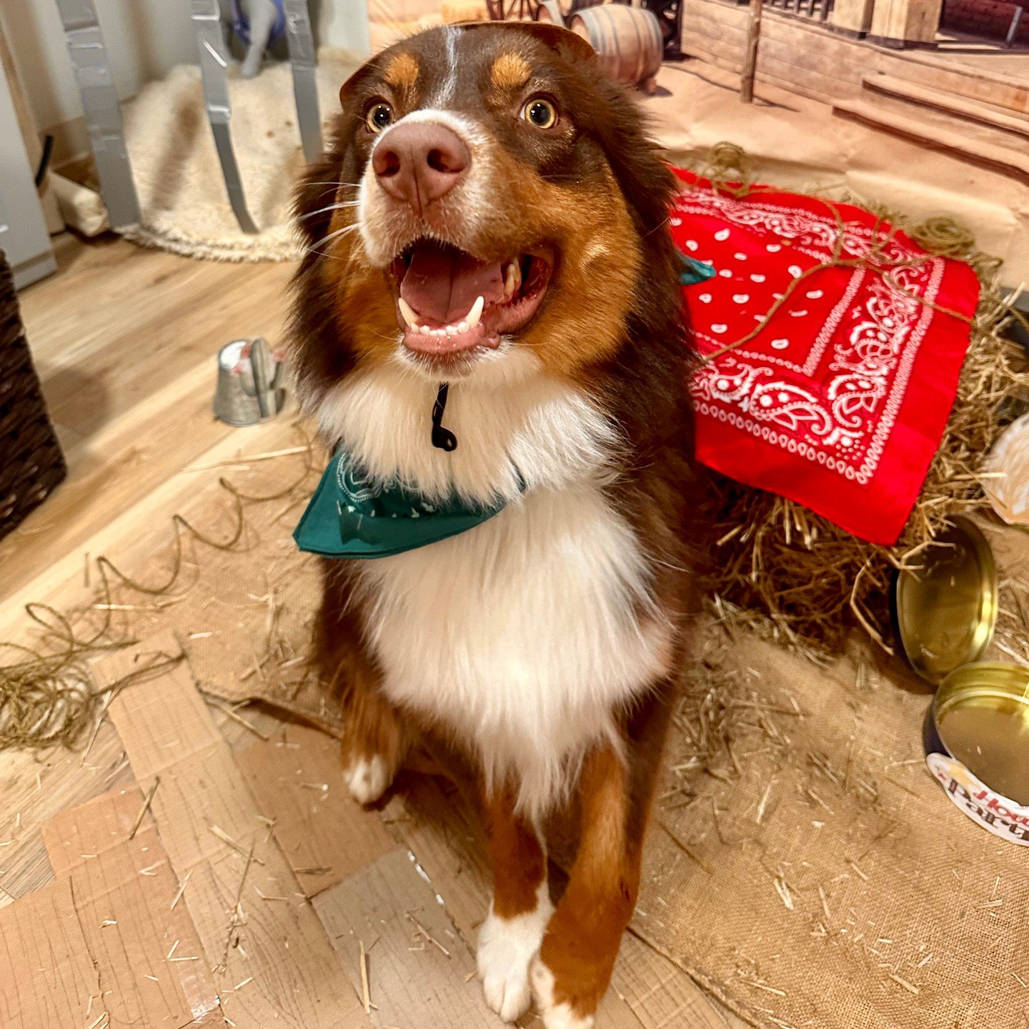 Sheriff Hank, a fluffy brown-and-white pup in a teal bandana, grinning by a hay bale in the Barksville set