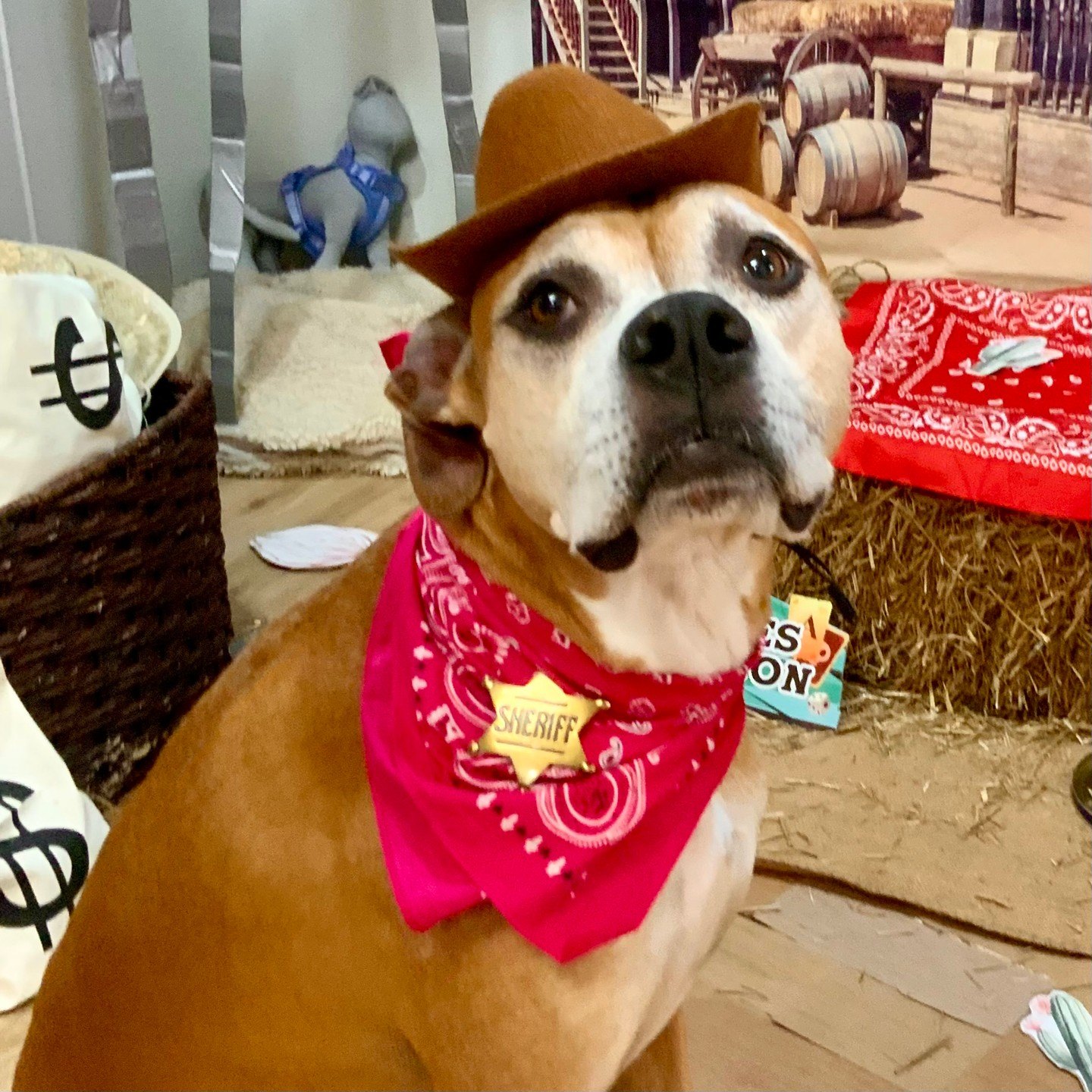 Sheriff Claudia-Jean in a cowboy hat and pink bandana with a gold sheriff star in the Barksville set