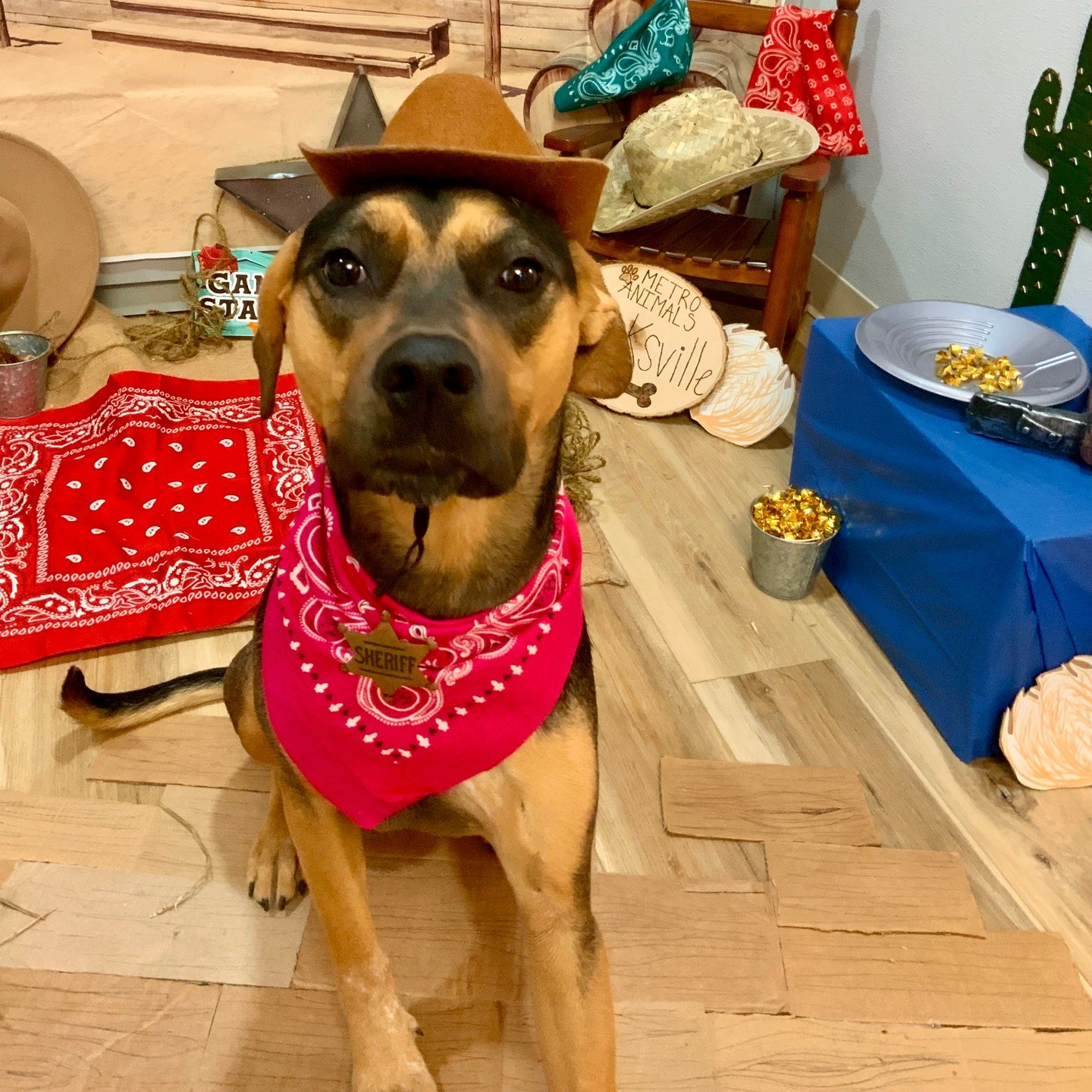 Sheriff Molly Lance in a cowboy hat and pink bandana, sitting beside a gold pan in the Barksville set