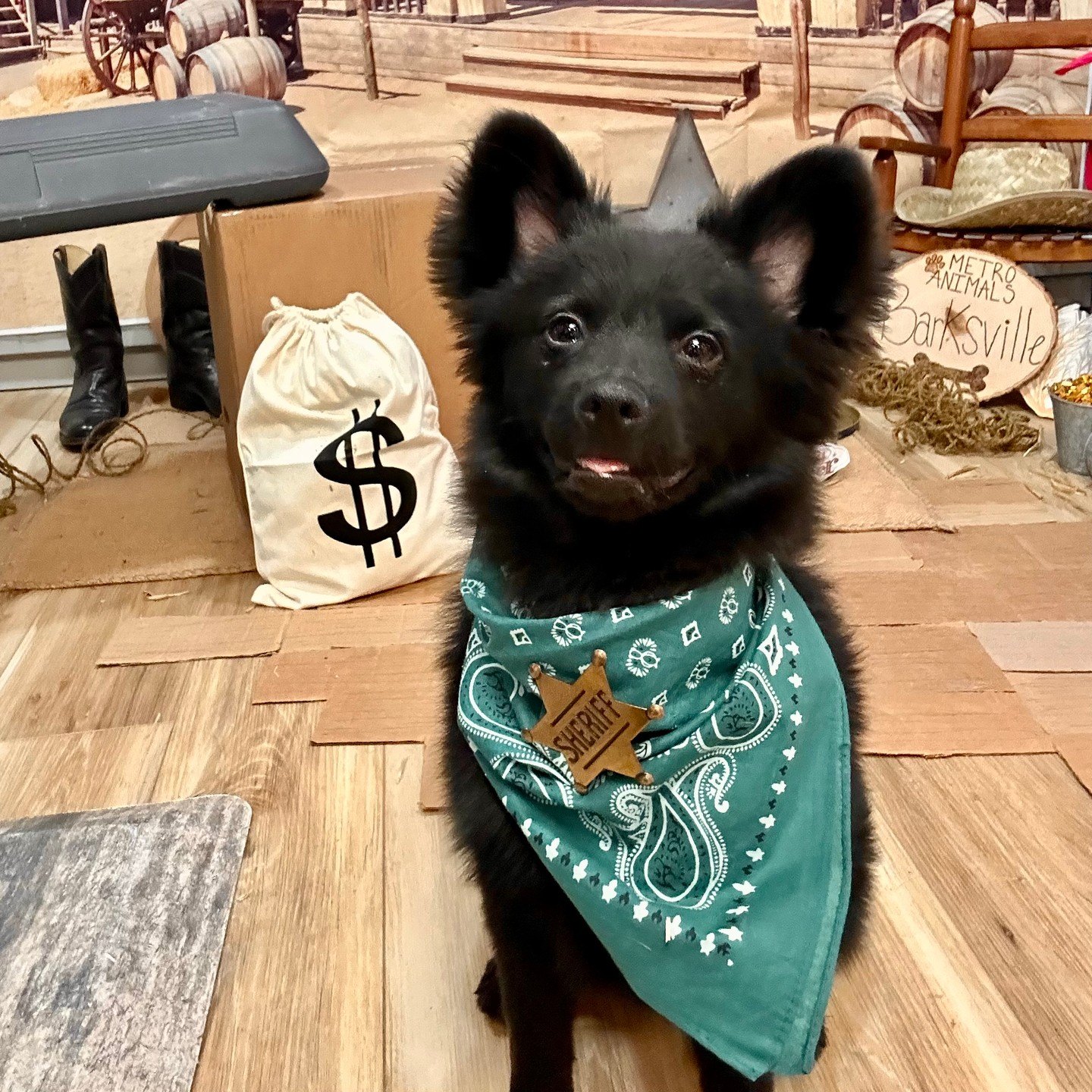 Sheriff Beastie, a fluffy black pup in a teal bandana and sheriff star, beside a money bag