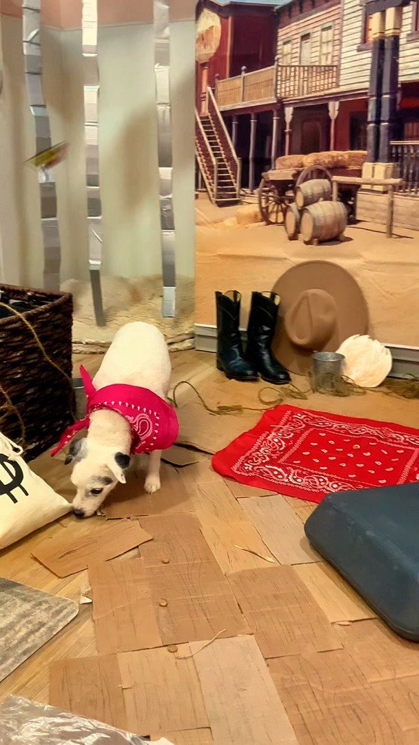 White pup in a pink bandana, nose to the floor, searching for fool’s gold in the Barksville set