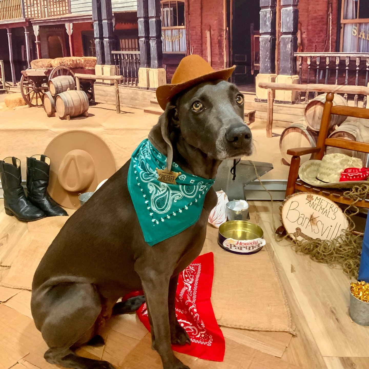 Gray sheriff pup in a cowboy hat and teal bandana, one of sheriff sisters Tilly and Luna