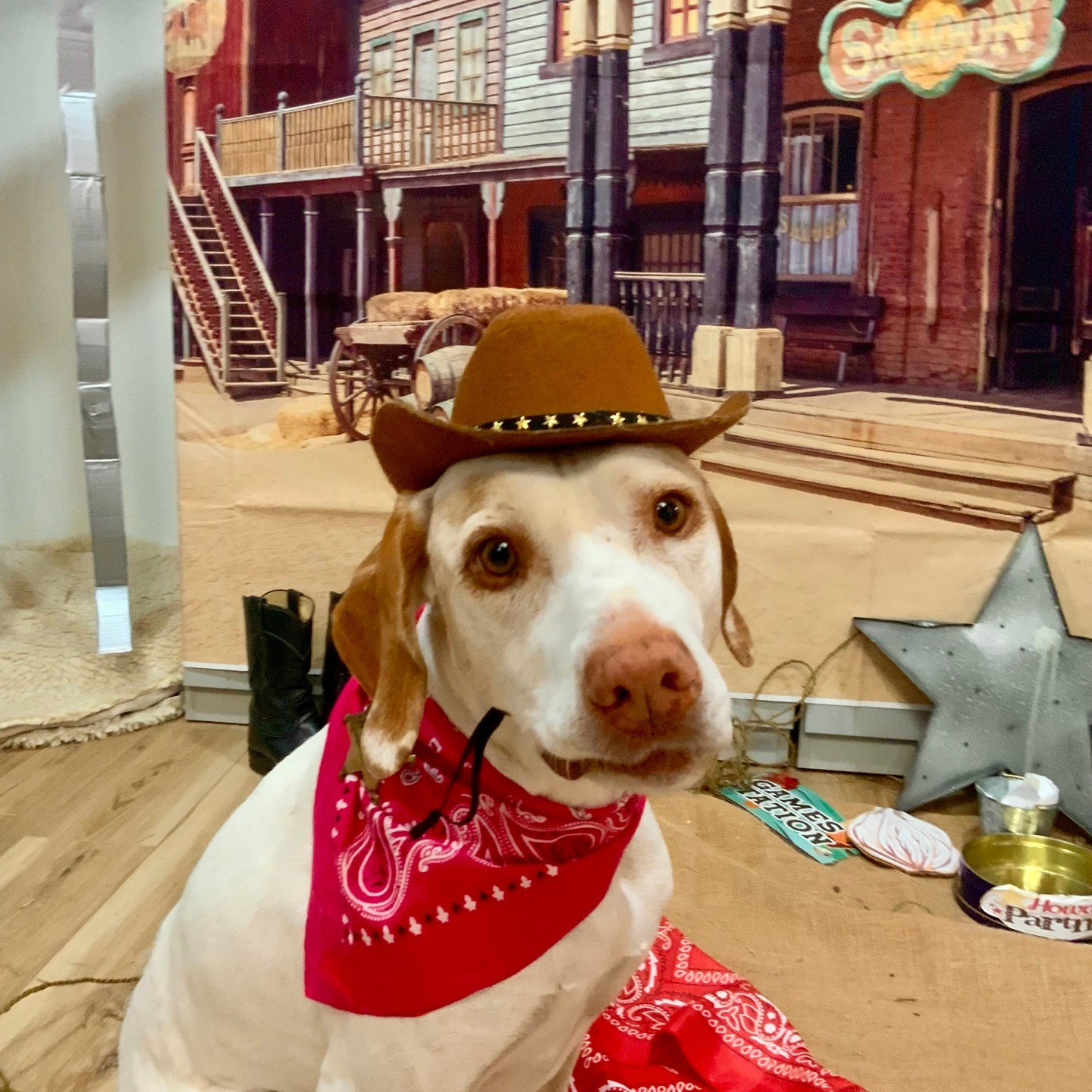 White-and-tan sheriff pup in a cowboy hat and red bandana, the other of sisters Tilly and Luna