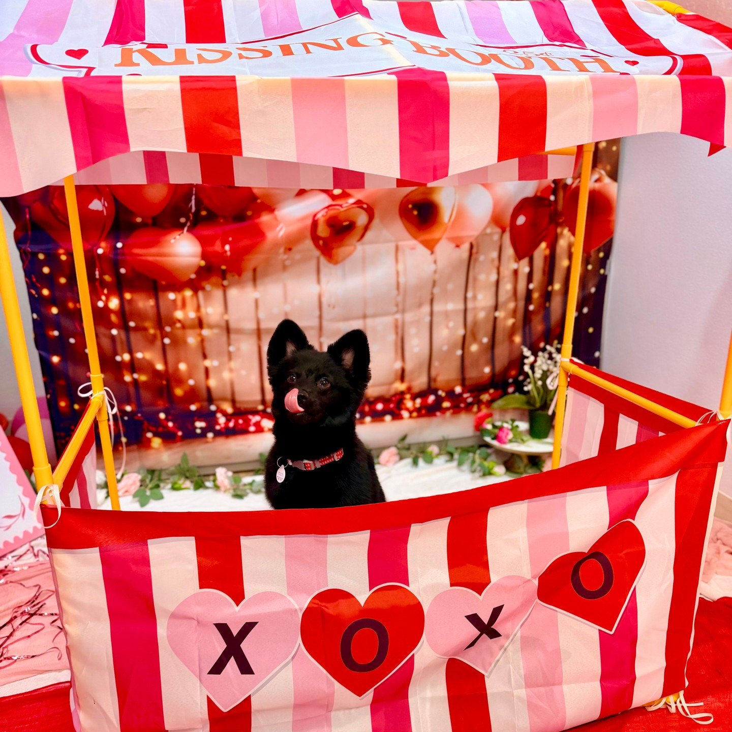 Small black pup licks its nose inside the Valentine’s kissing booth