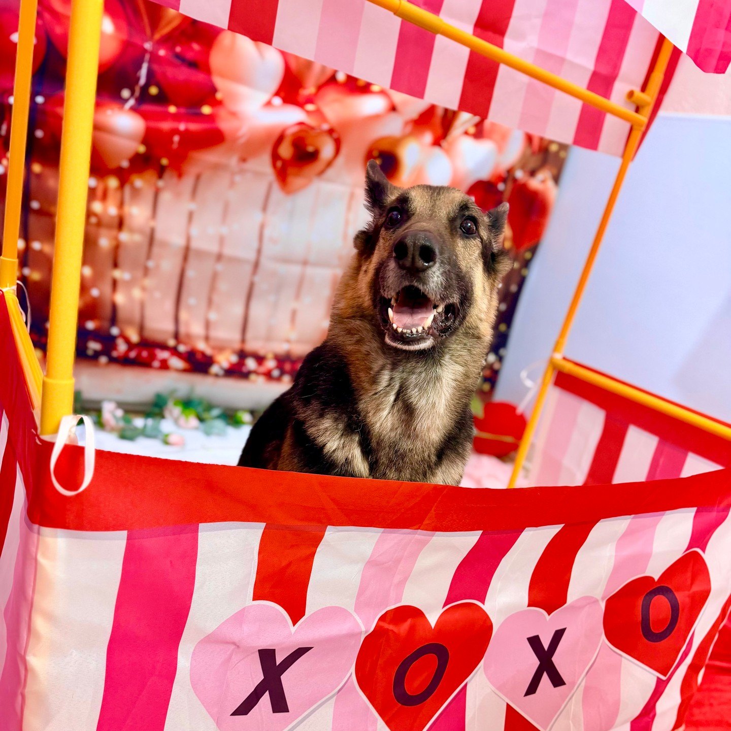 German shepherd smiles from inside the striped XOXO kissing booth