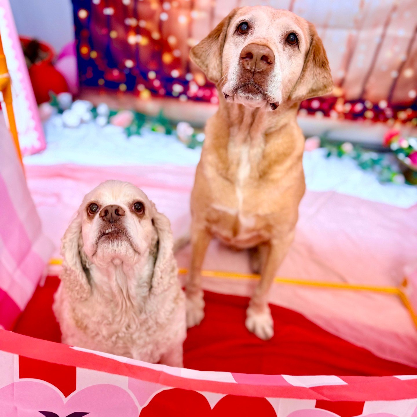 Cocker spaniel and yellow Lab sit together inside the Valentine’s kissing booth