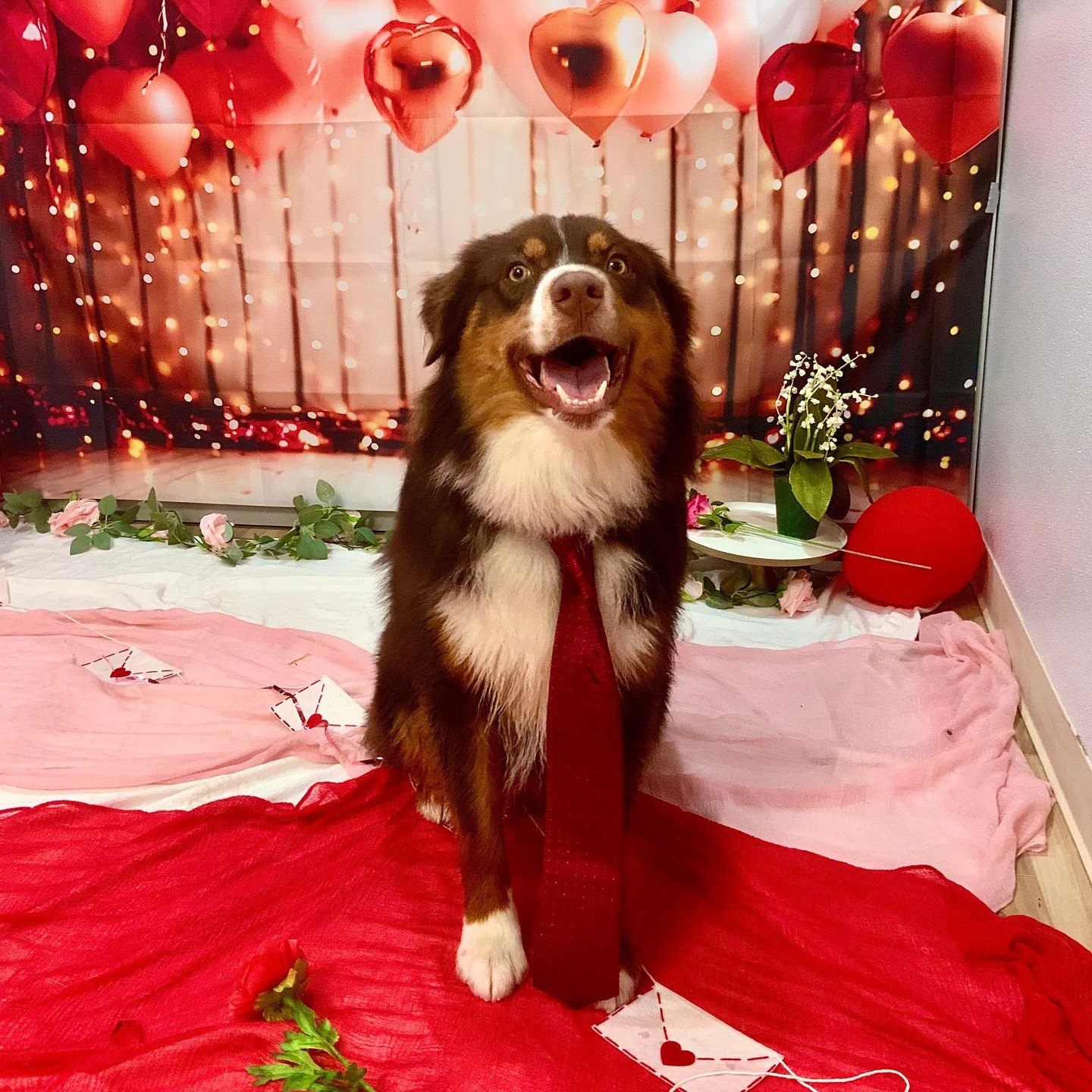 Smiling Australian shepherd groomsman in a red tie in front of heart balloons