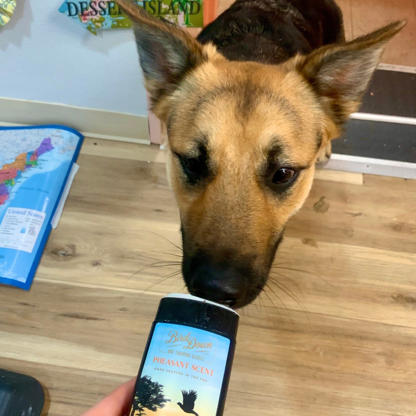 Shepherd mix sniffing a pheasant wax scent stick beside a map in Fort Worth