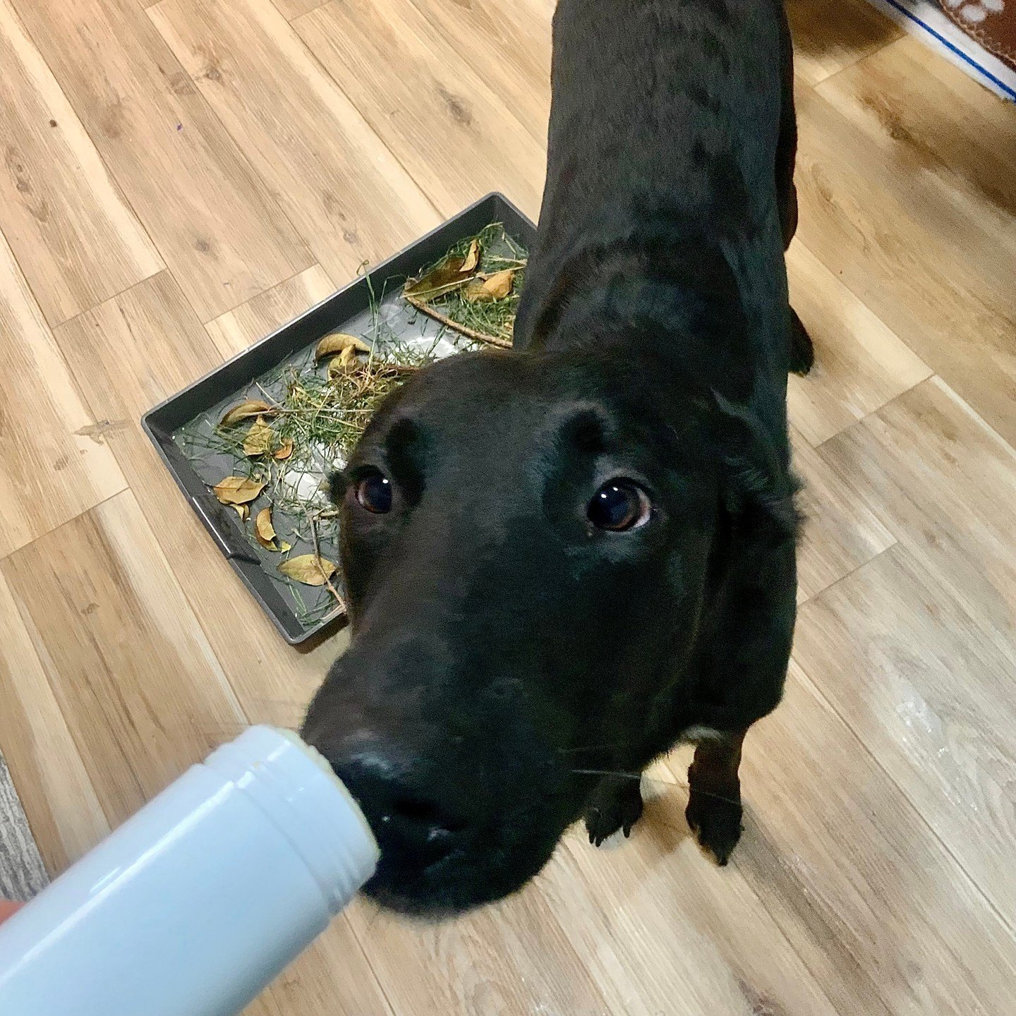 Black dog sniffing a scent stick held out beside a tray of leaves and grass in Fort Worth