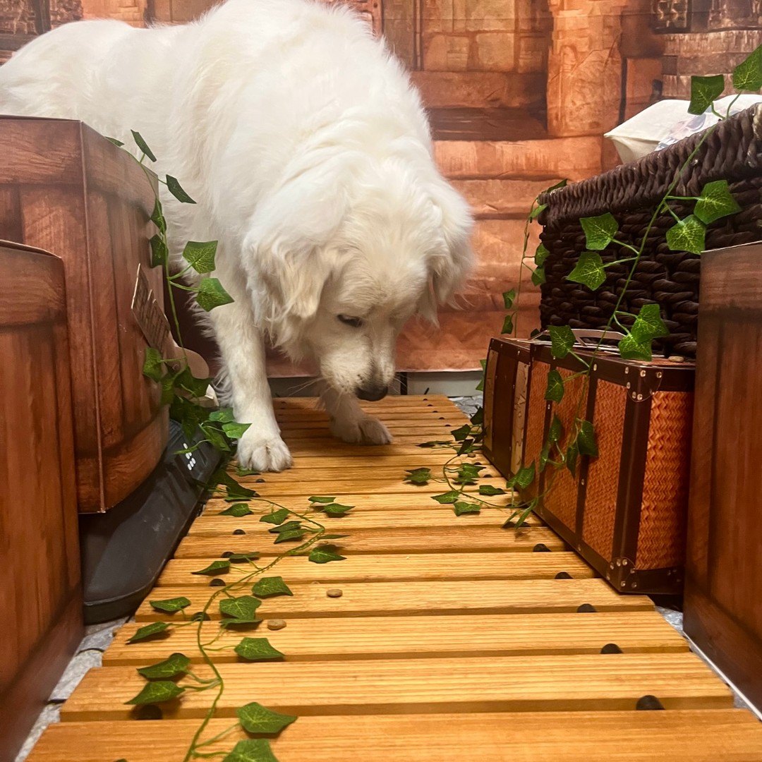 White fluffy dog sniffing out treats along a vine-covered wooden walkway
