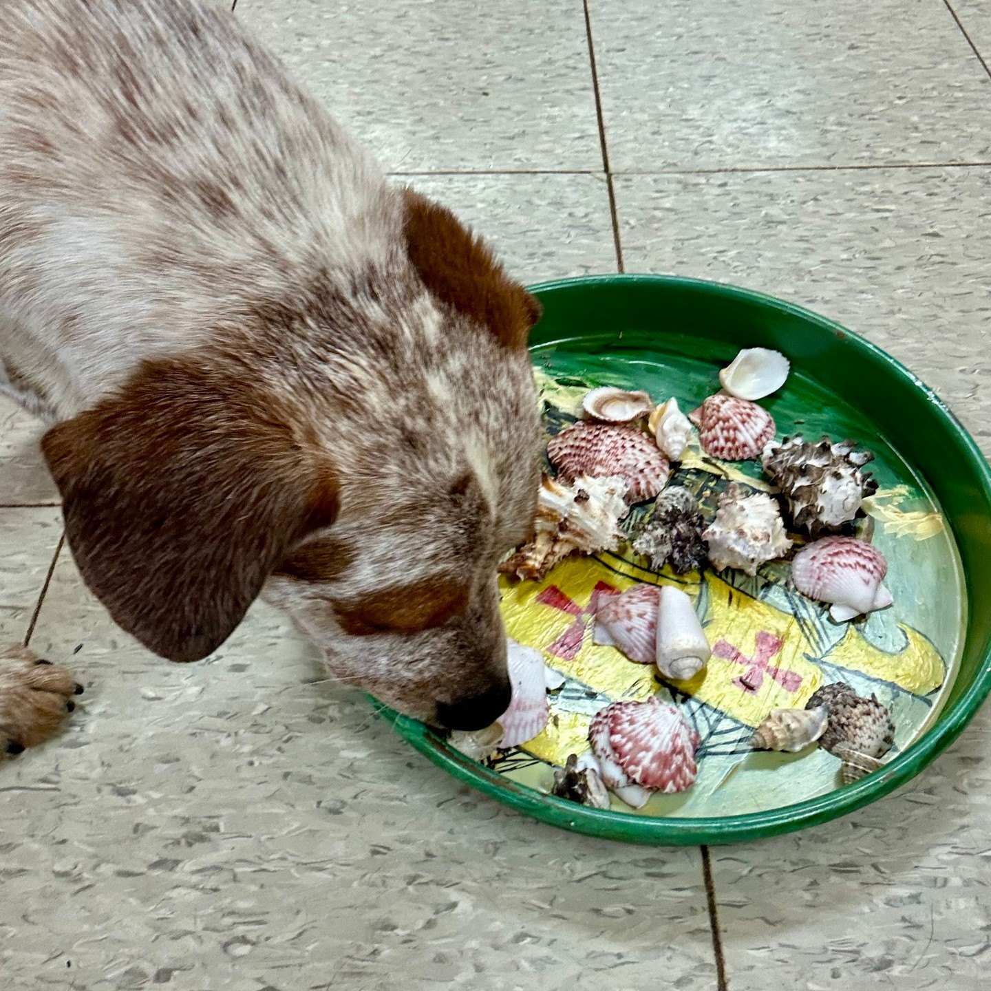 A speckled pup noses through a tray of seashells during group beach enrichment