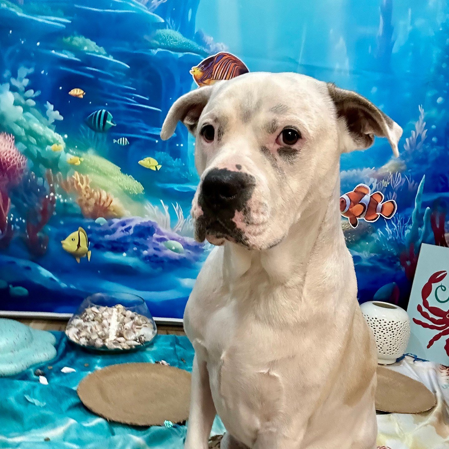 A white pup sits for a portrait in front of the coral reef backdrop and a bowl of shells