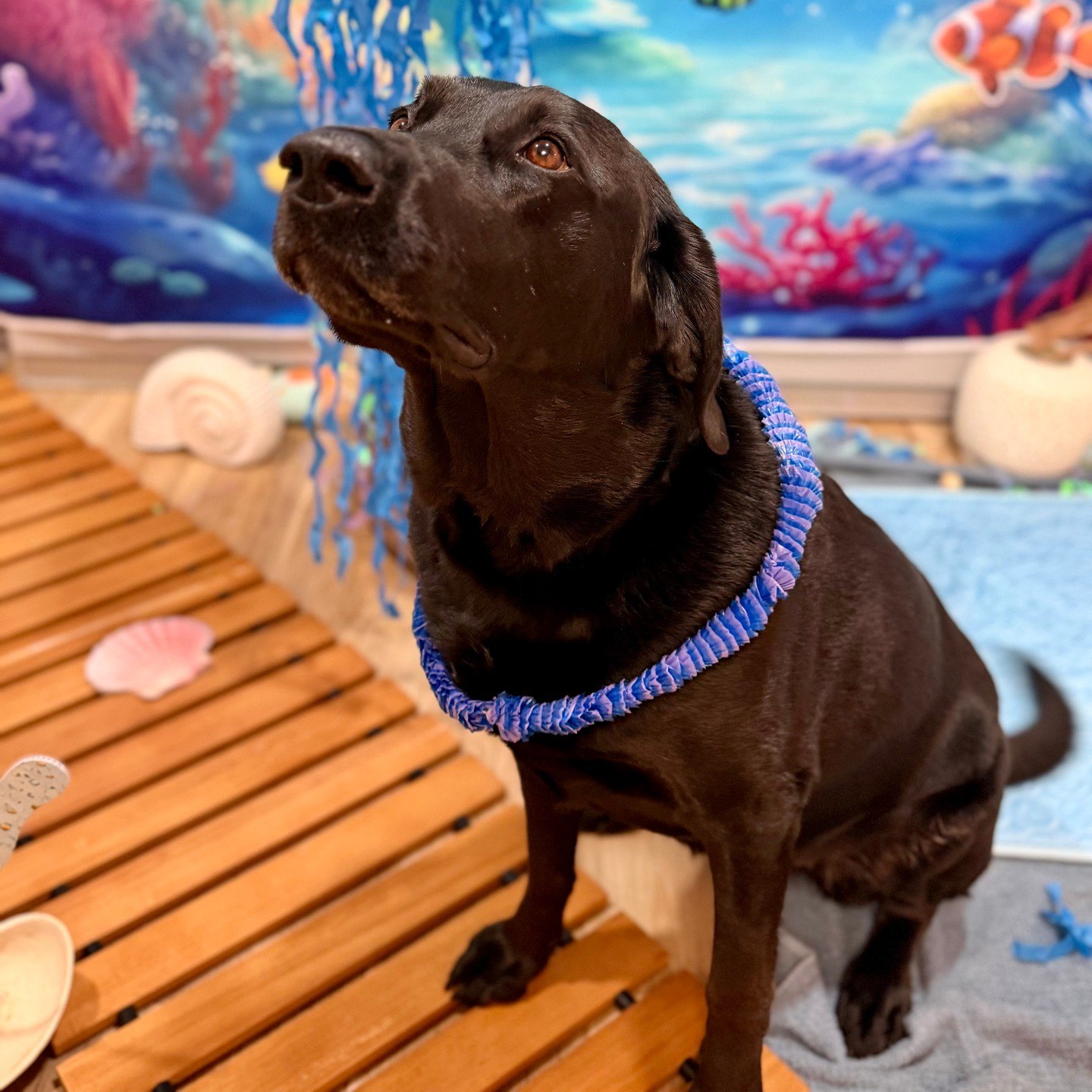 A chocolate Lab in a blue lei sits on a wooden boardwalk beneath hanging blue streamers