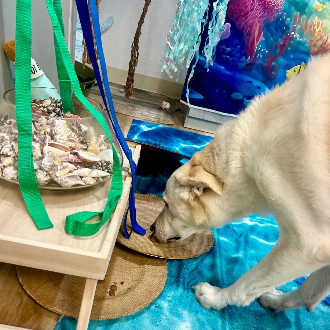A cream-colored pup noses a burlap mat for treats beside a bowl of shells in the reef set