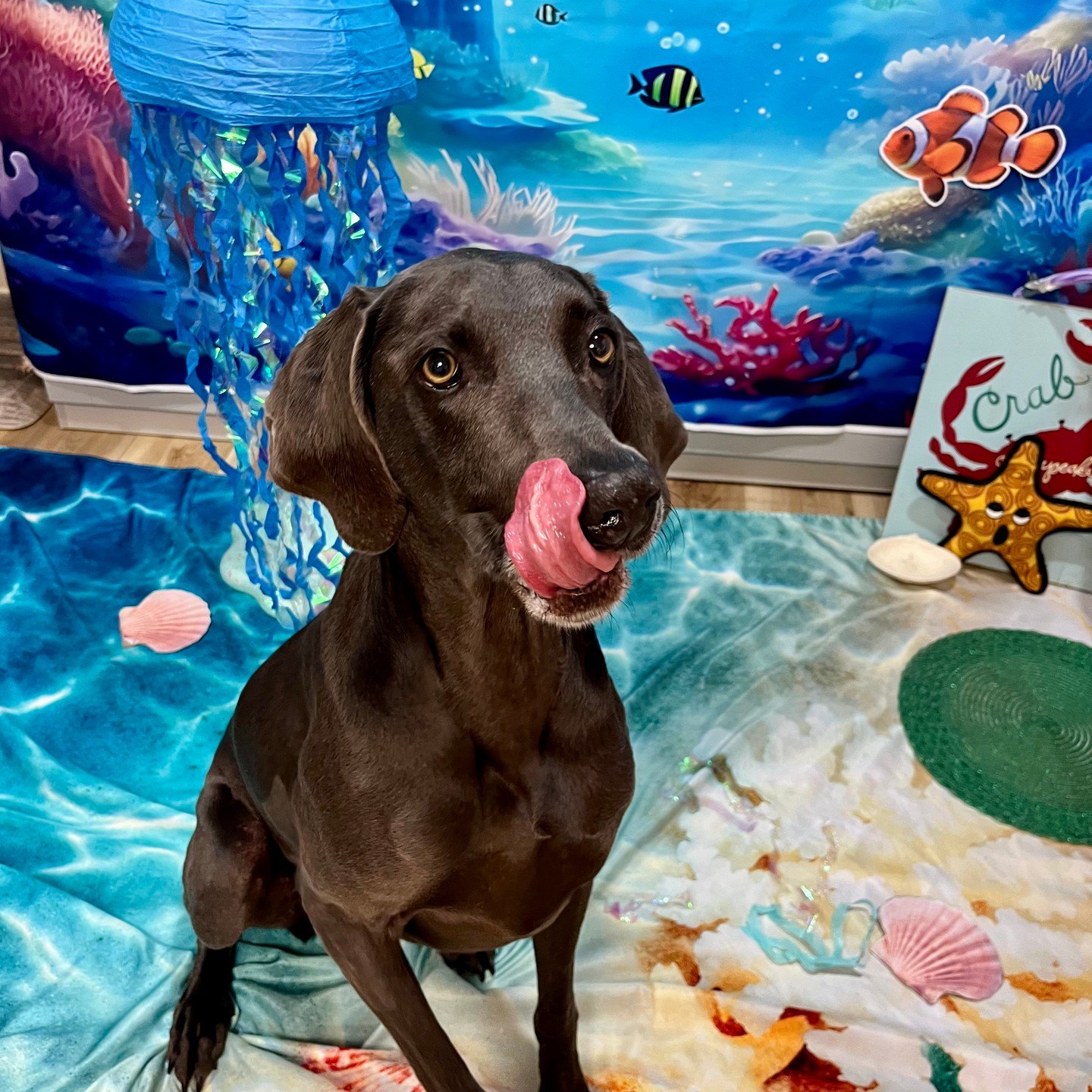 Luna, a gray Weimaraner, licks her lips on the ocean blanket in front of a clownfish backdrop