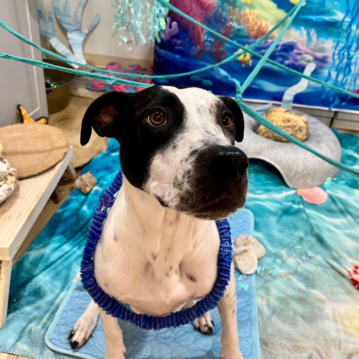 A black-and-white pup in a blue lei sits under criss-crossed ropes in the reef set