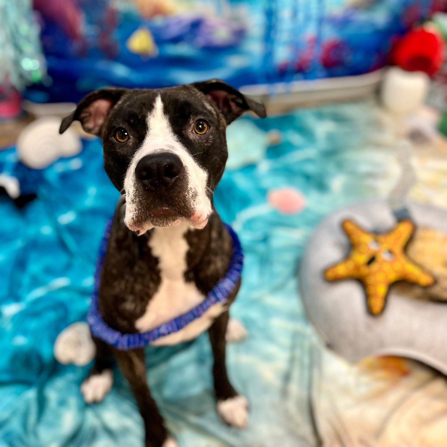 A brindle-and-white pup in a blue lei sits on the ocean blanket beside a plush starfish