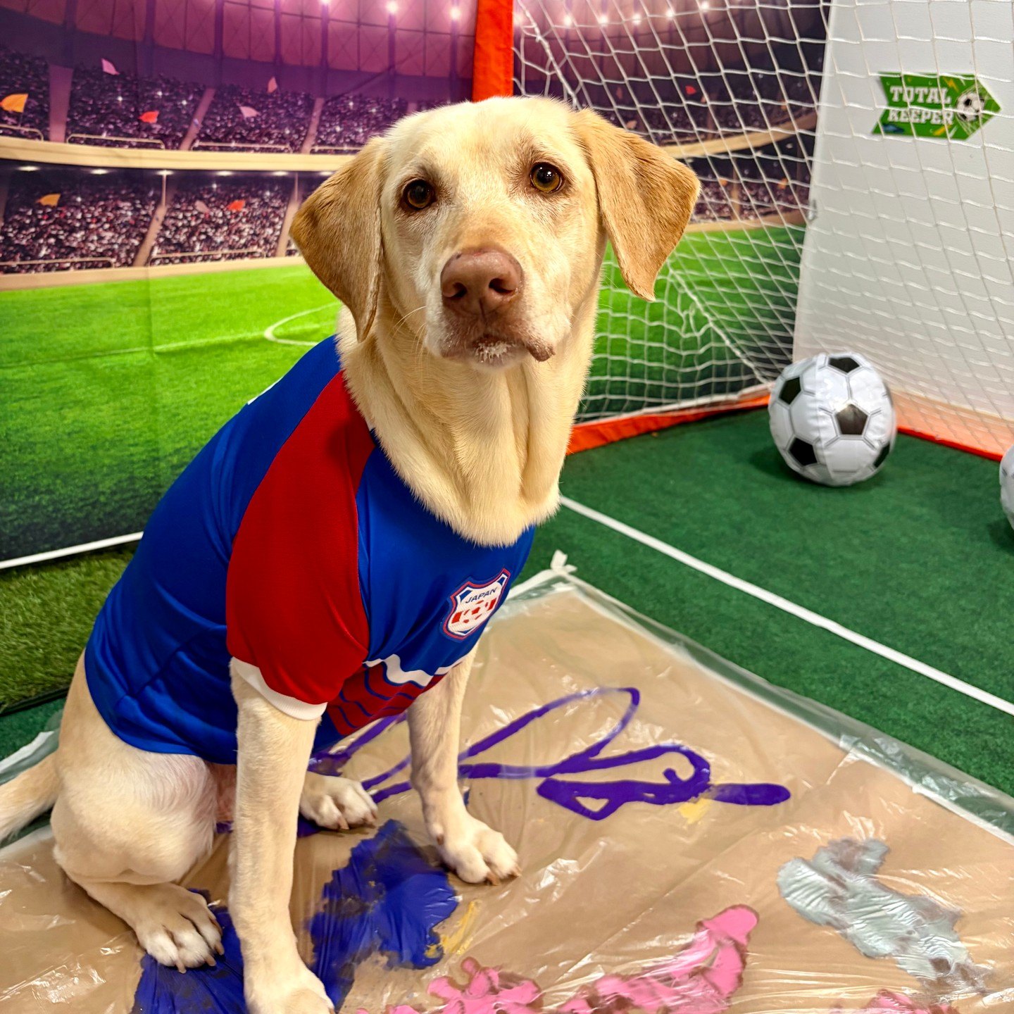 Light yellow dog in a Japan jersey sitting on the paint-splashed mural by the goal