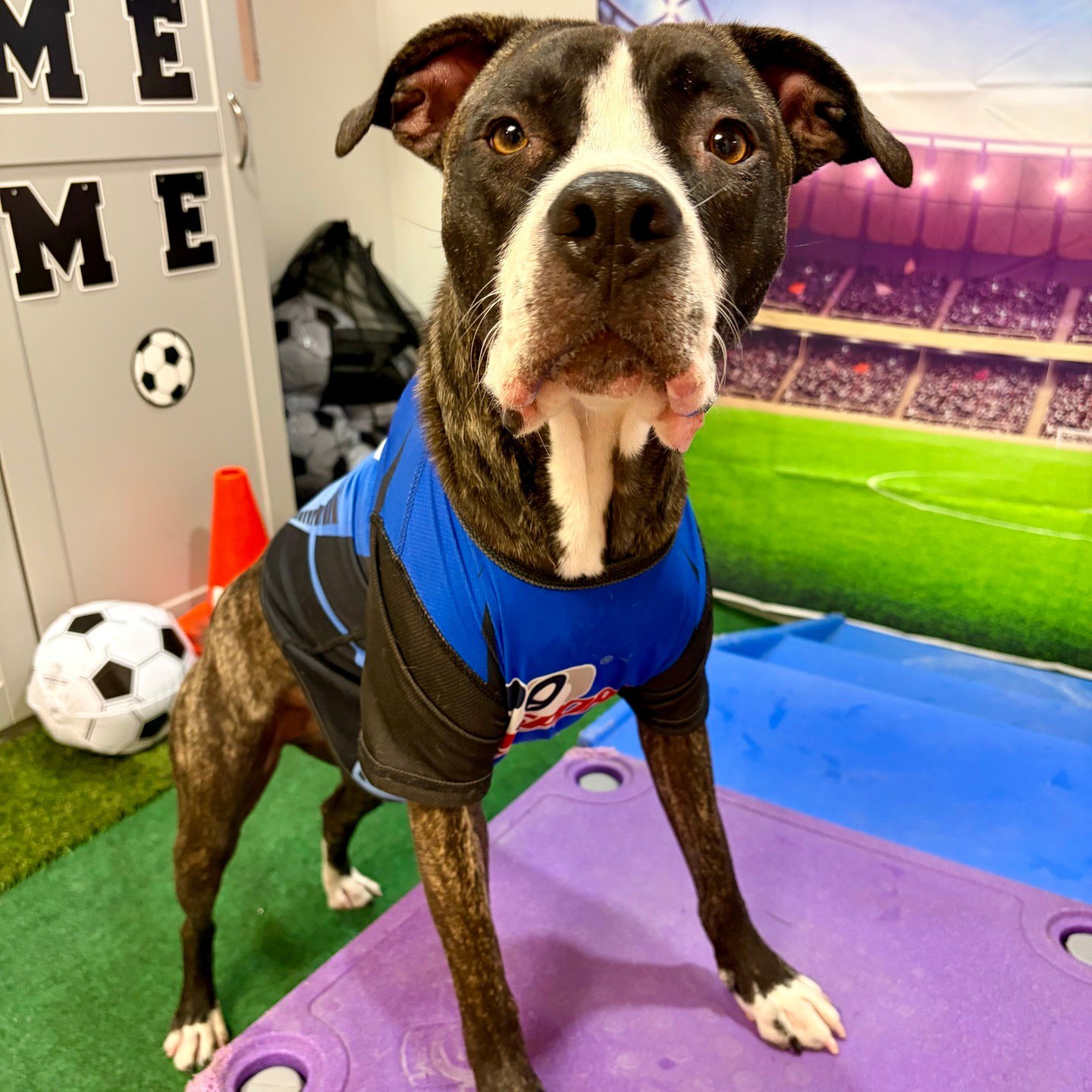 Brindle and white pup in a blue jersey standing tall on the fitness platform