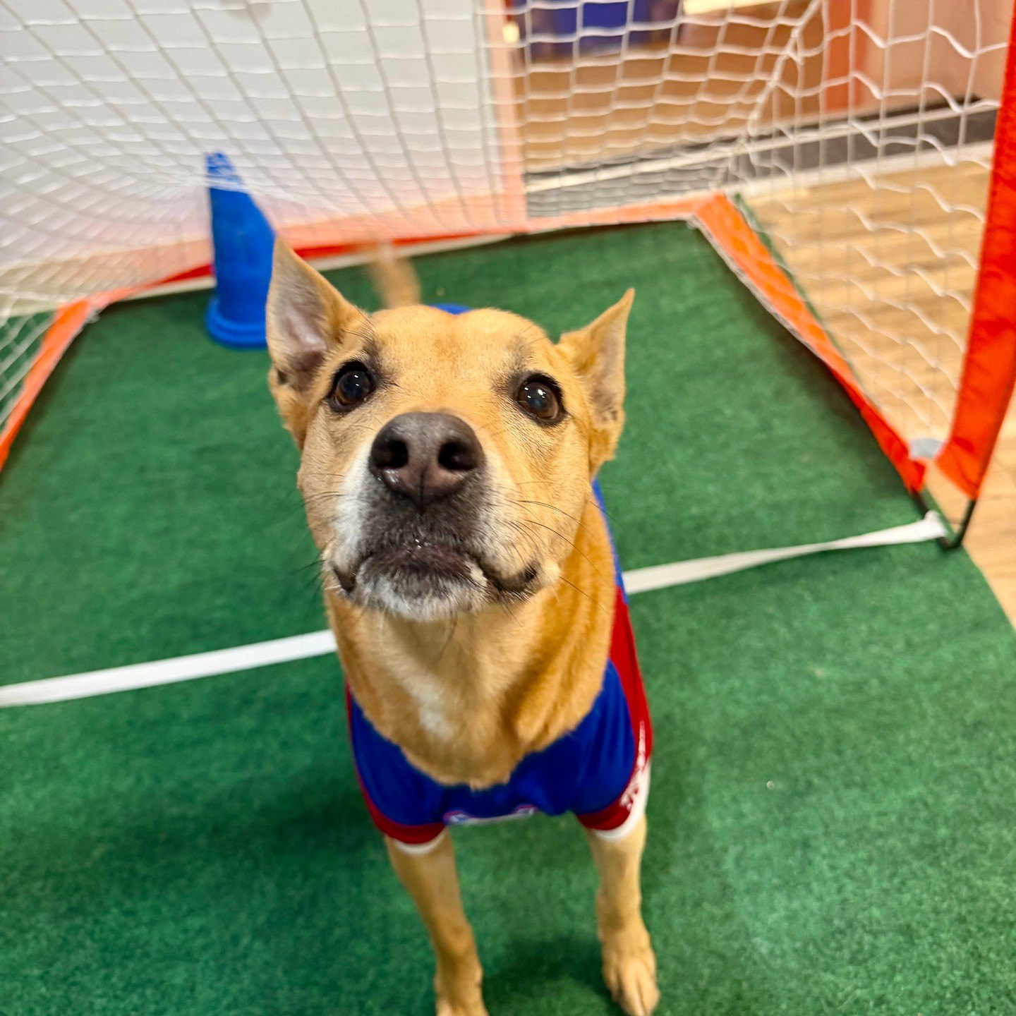 Tan dog in a red and blue jersey standing in the goal net, looking up at the camera