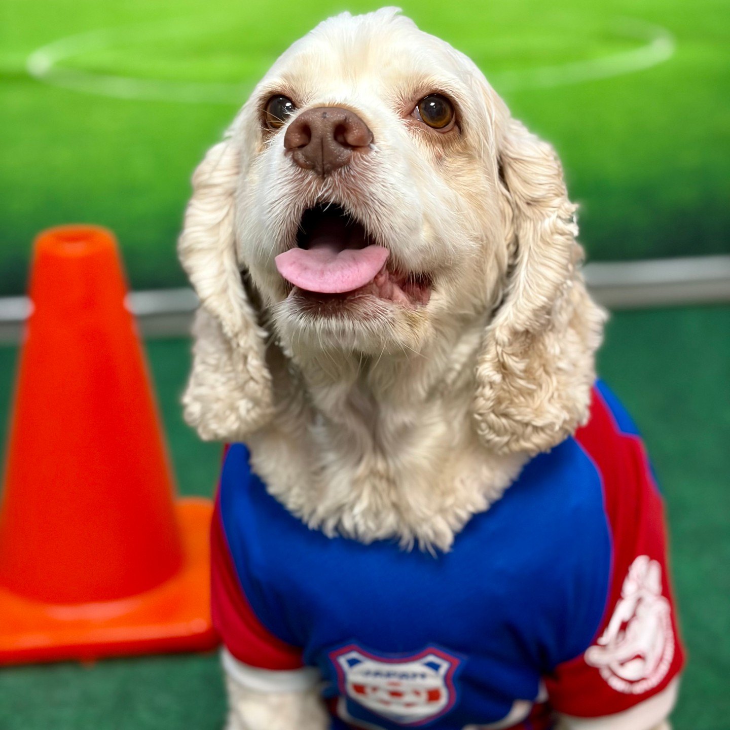 Piper in a Japan jersey, tongue out, beside an orange cone on the hunt for the trophy