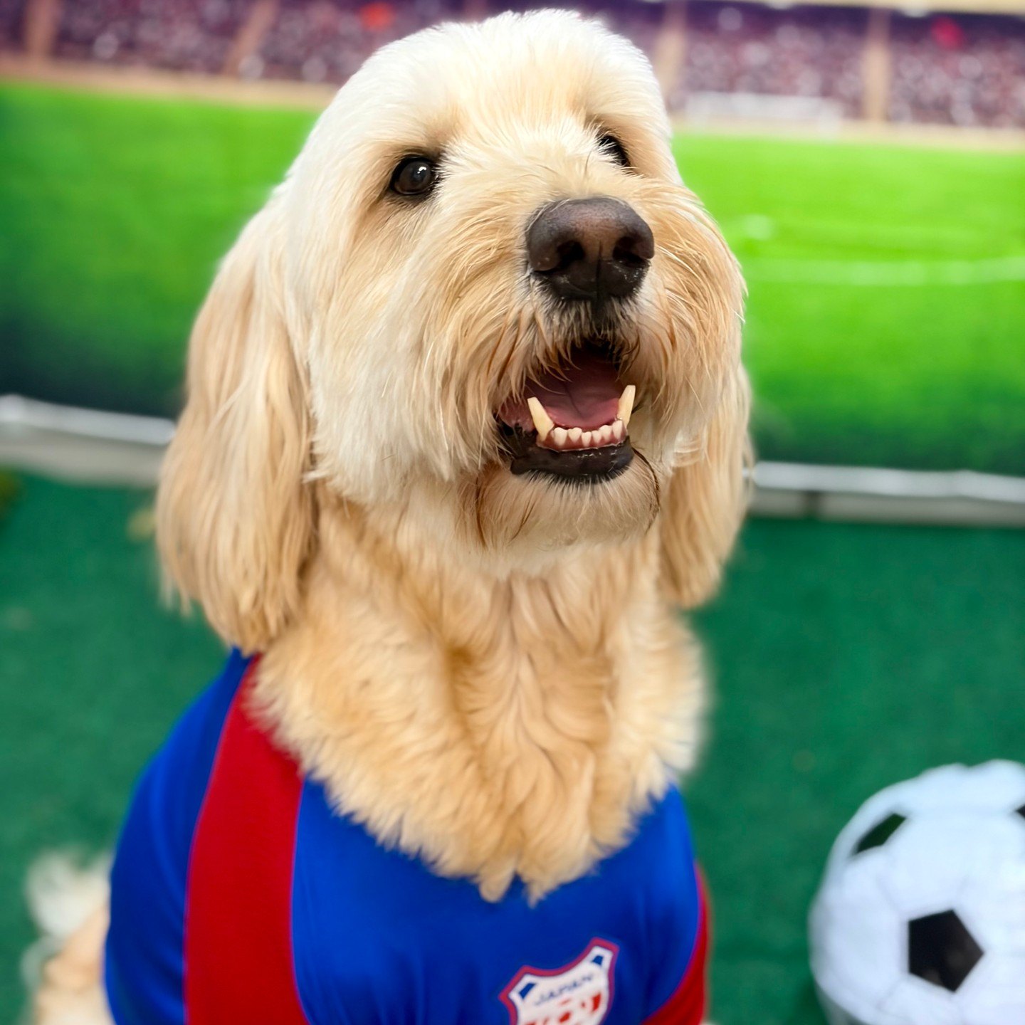 Felix in a Japan jersey smiling in front of the stadium backdrop