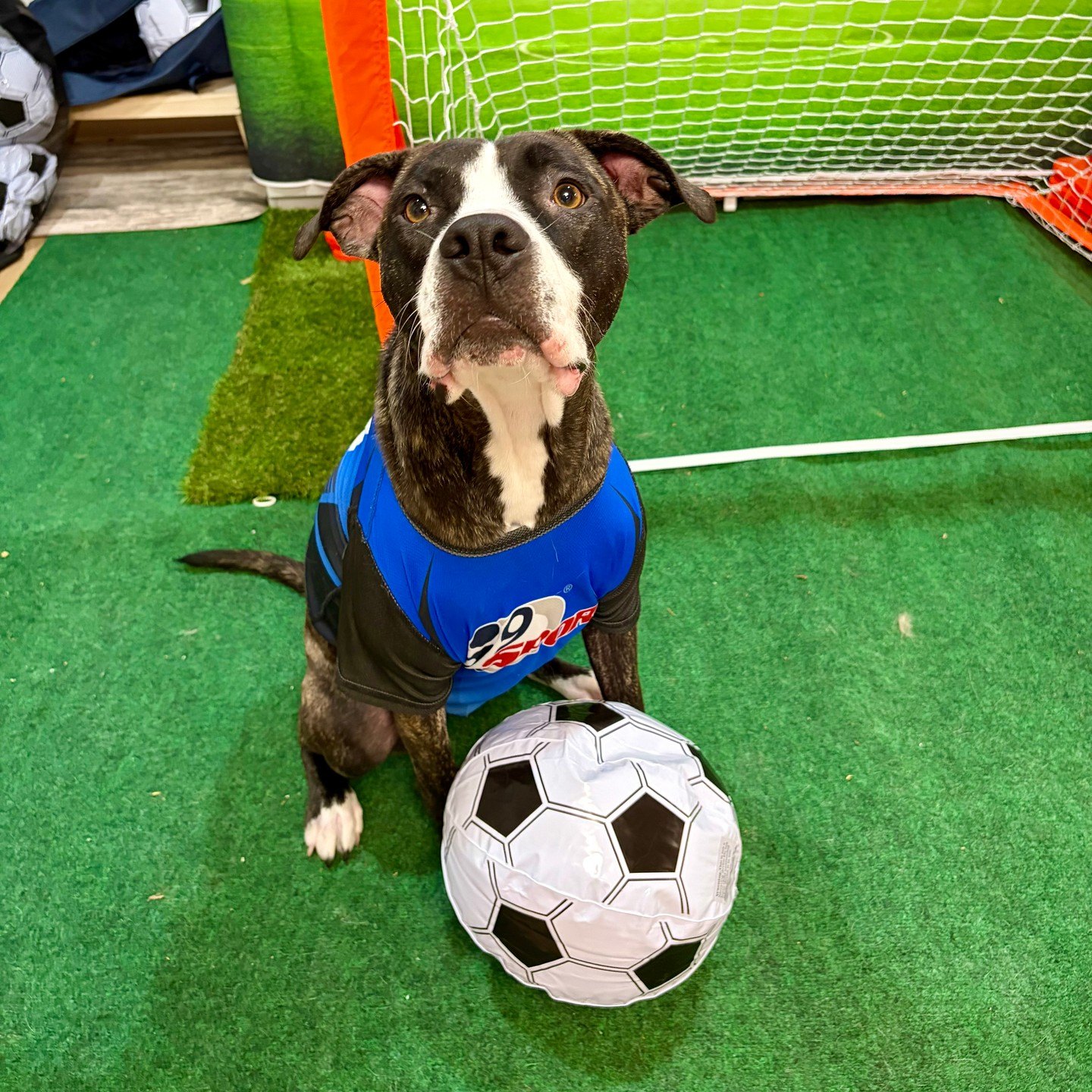 Popcorn in a blue jersey sitting with a soccer ball in front of the goal