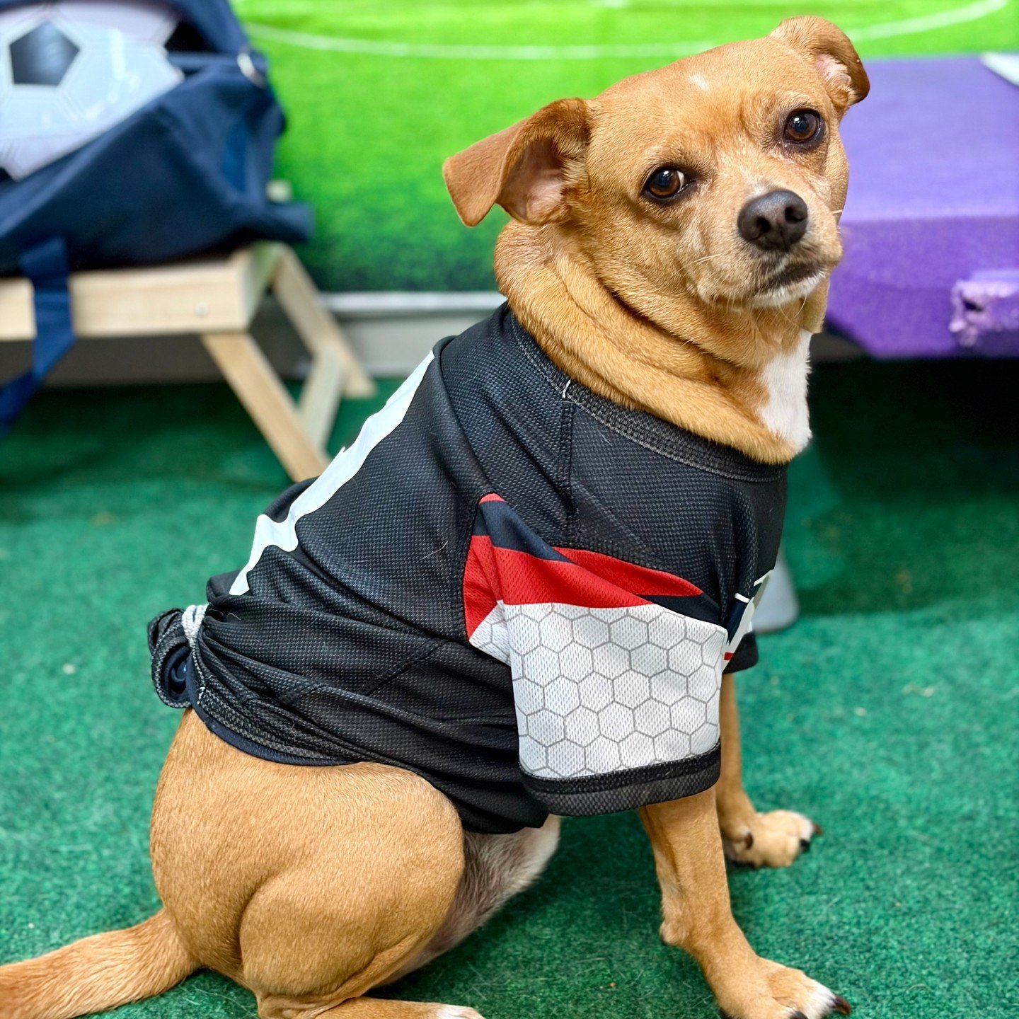Charlie, a small tan investigator in a black jersey, looking back from beside the kit bag