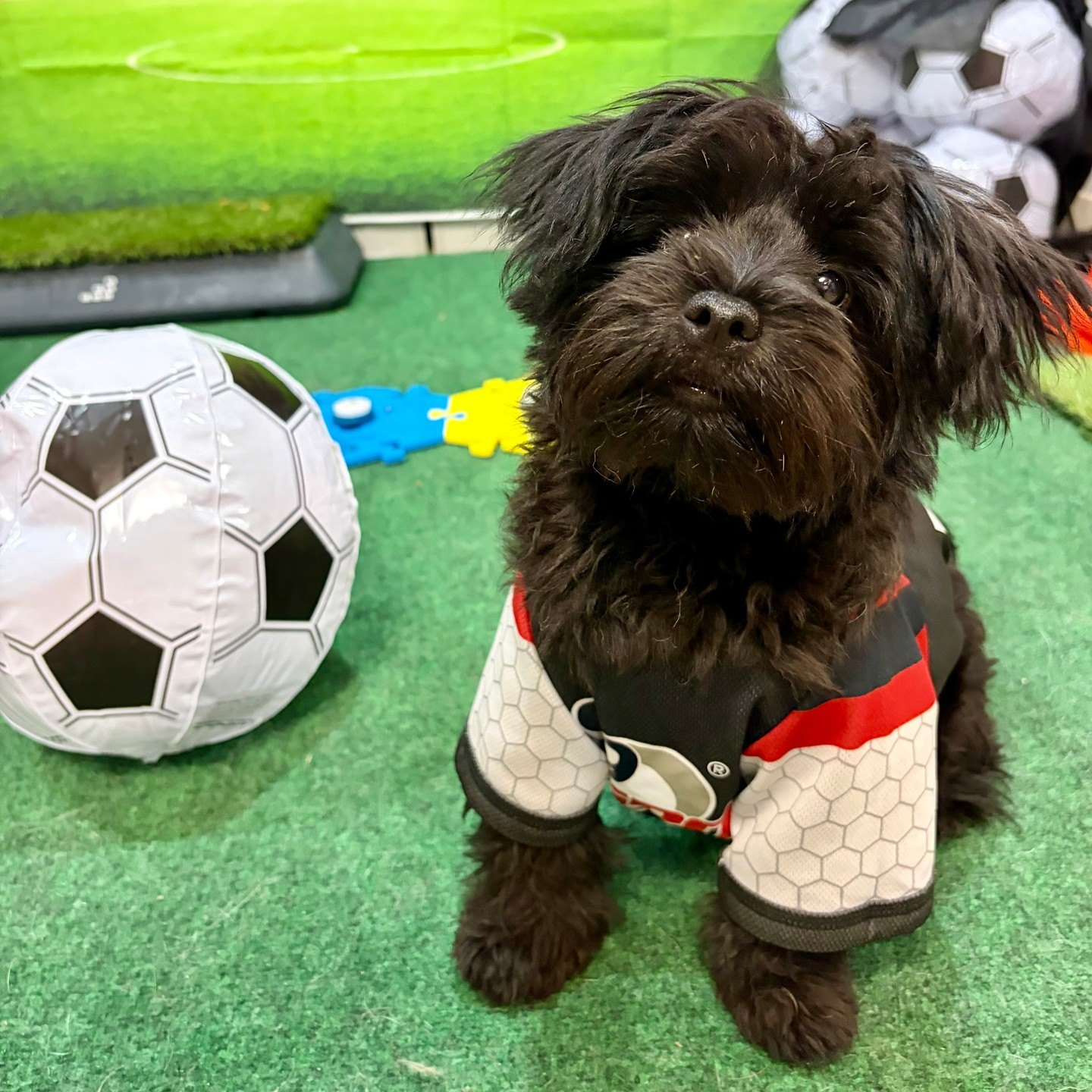 Dottie, a fluffy black pup in a jersey, sitting beside a soccer ball
