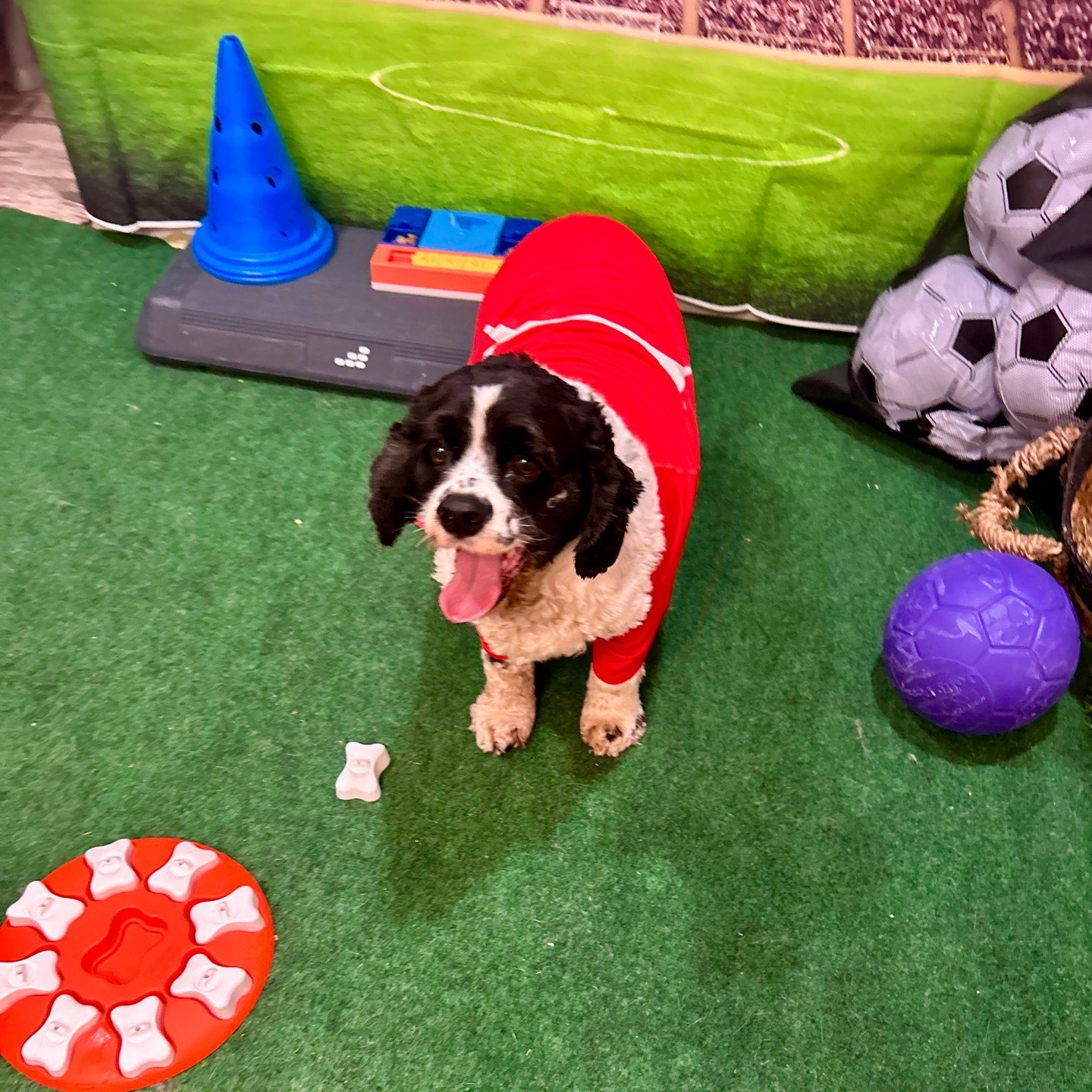 Divots in a red jersey, tongue out, next to a treat puzzle and cones