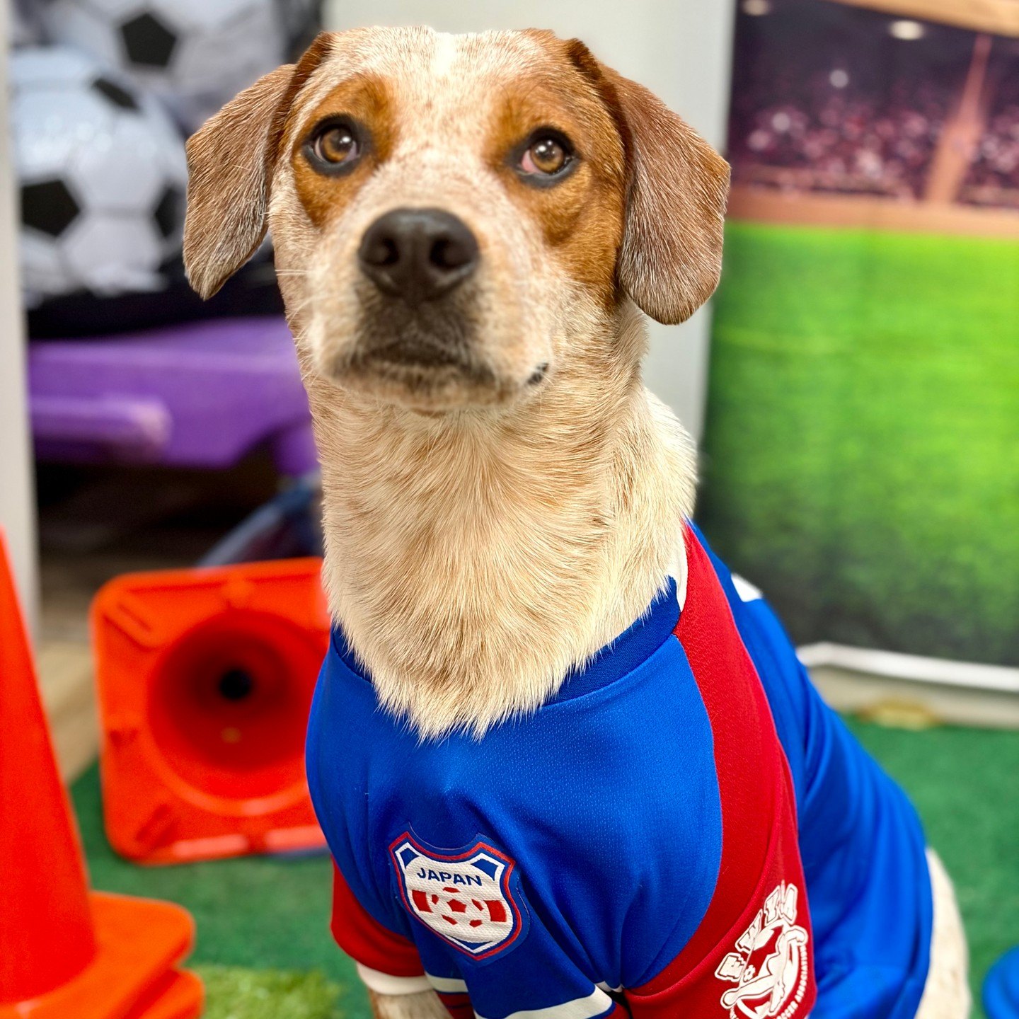 Butters in a Japan jersey posing by the cones while warming up for the big game