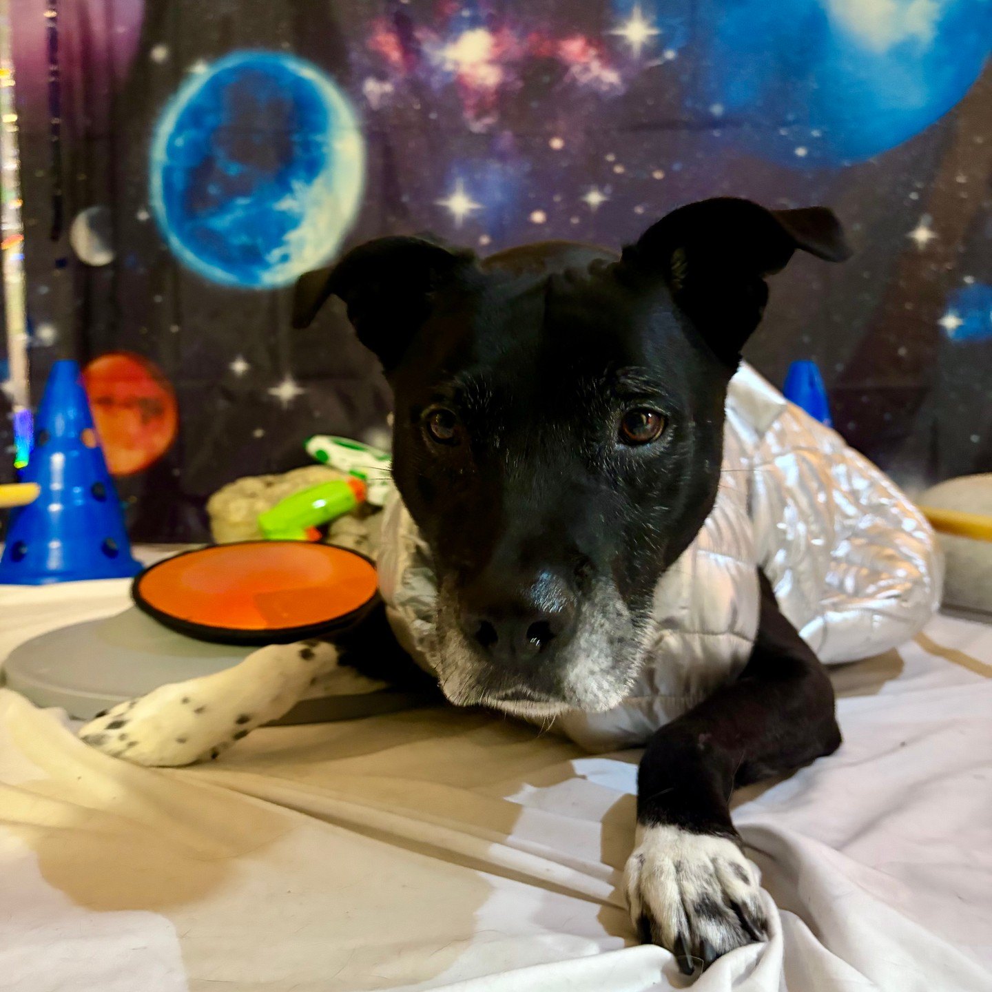 Nalo rests in a silver vest in front of the planet backdrop, agility cones and moon rocks behind