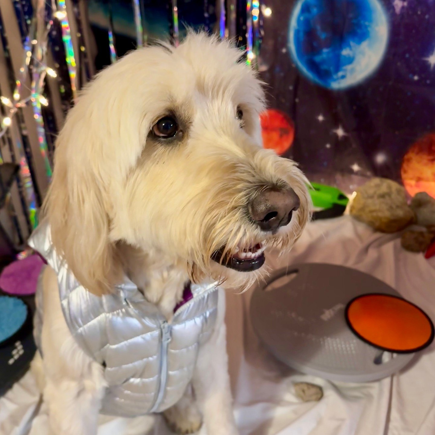 A fluffy cream cadet in a silver vest sits by a balance disc and moon rocks