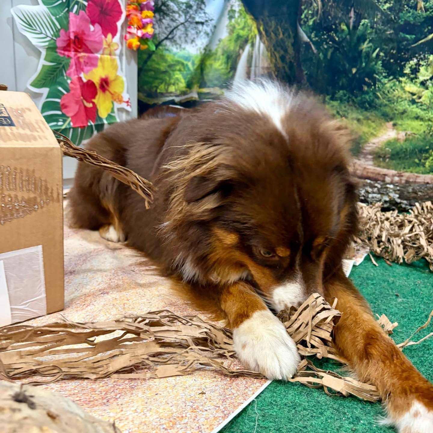 Hank lying on the beach mat, nose in shredded paper beside a washed-up box
