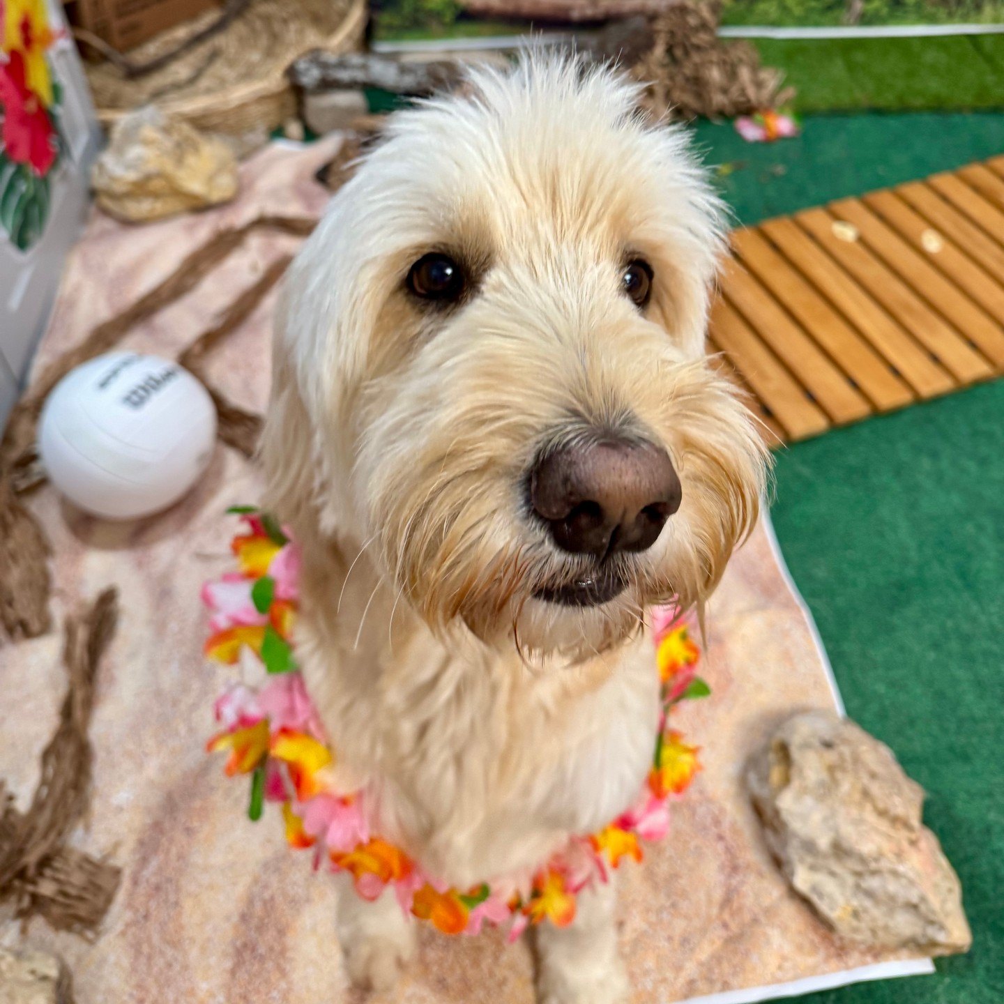 Felix in his island attire, a flower lei, sitting on the beach mat beside a volleyball